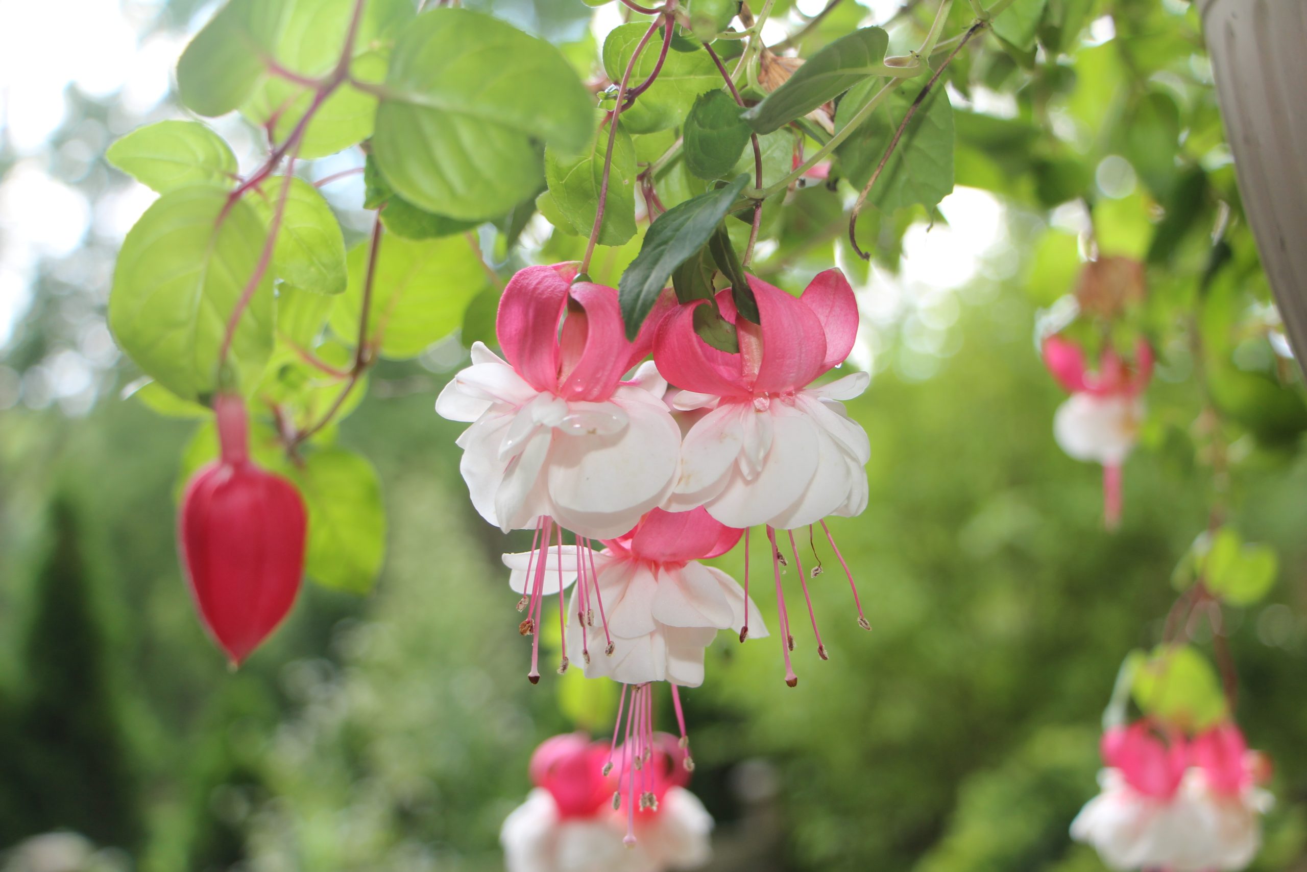 Flowers from the front yard
